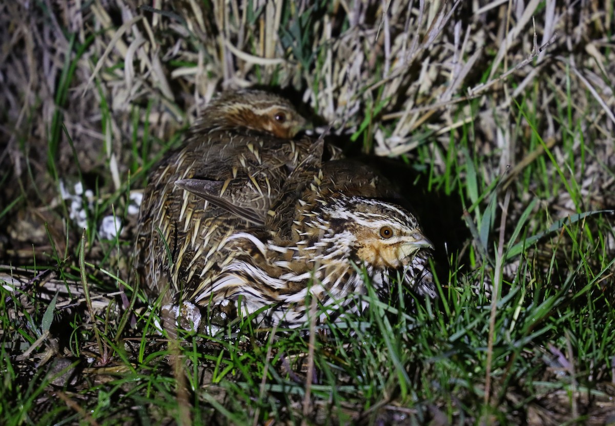 Stubble Quail - Wayne Paes