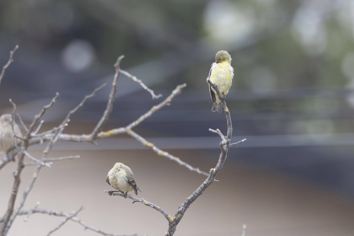 Lesser Goldfinch - ML624045265