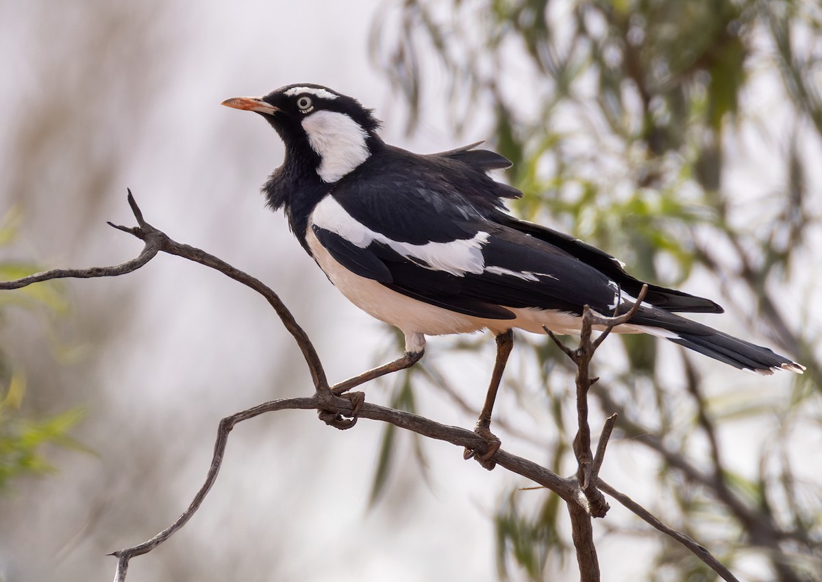 Magpie-lark - ML624045308