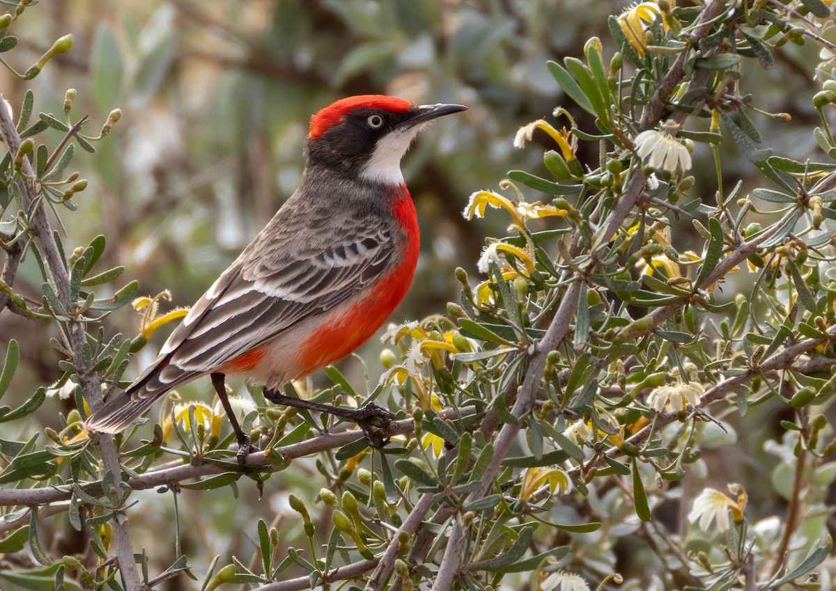 Crimson Chat - ML624045323