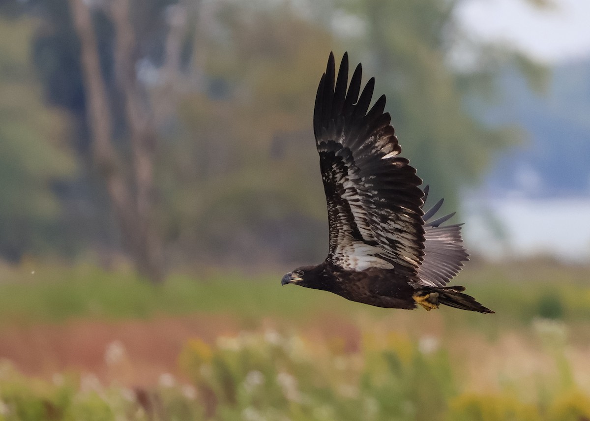 orel bělohlavý - ML624045349