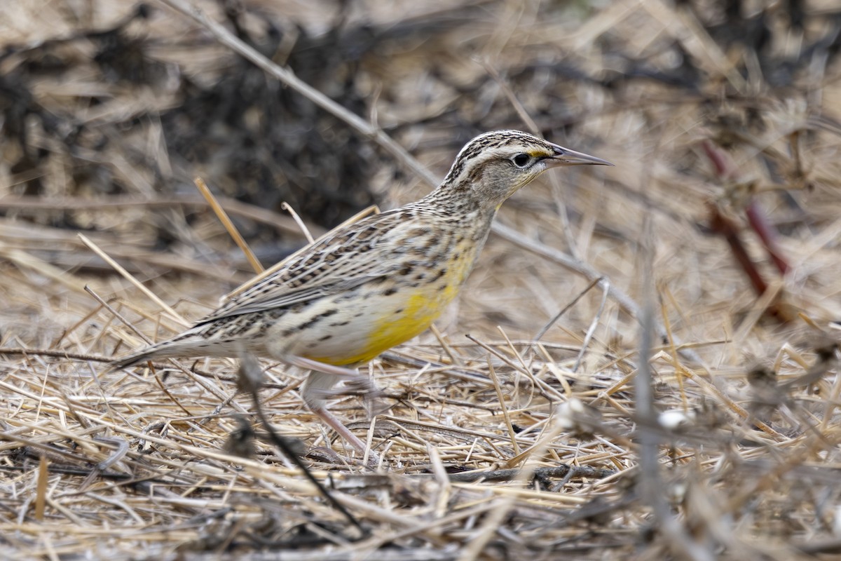 Western Meadowlark - ML624045364