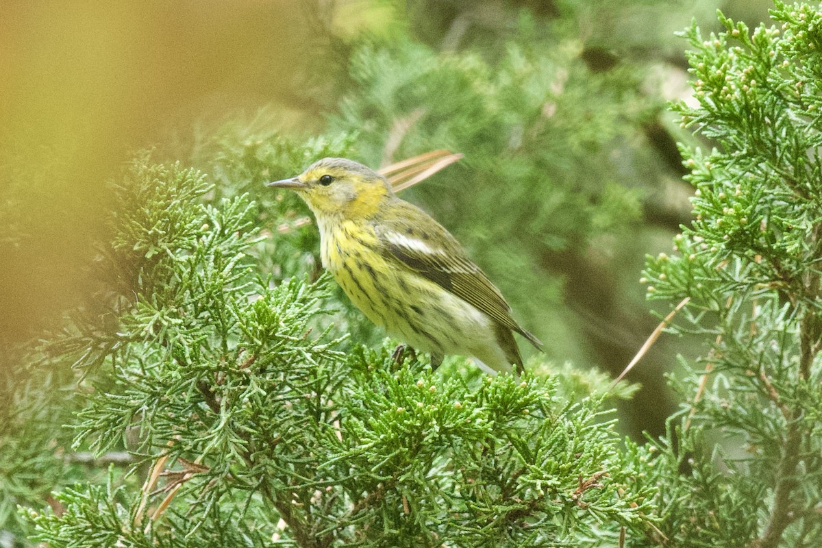 Cape May Warbler - Brad Smith