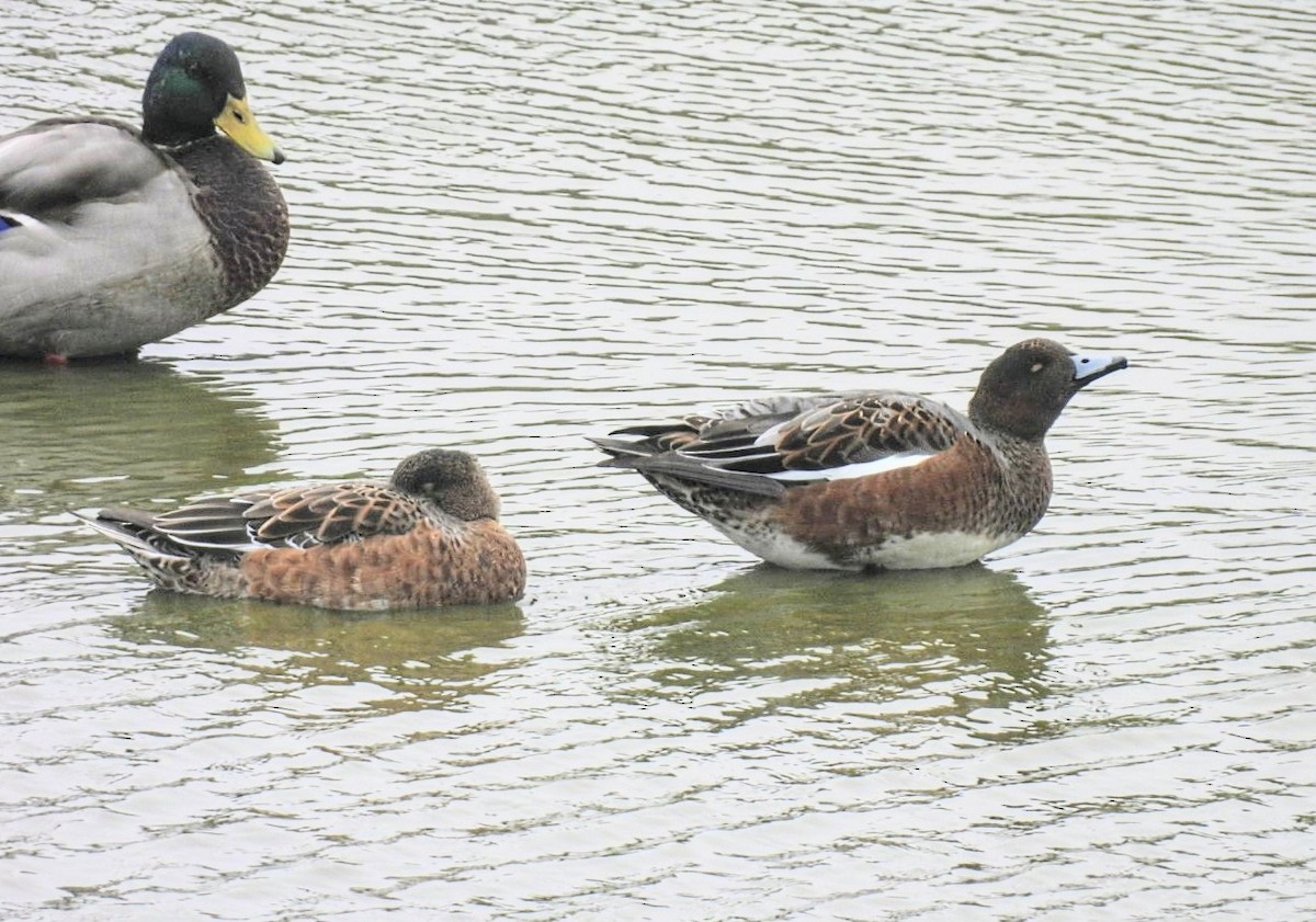 Eurasian Wigeon - ML624045376