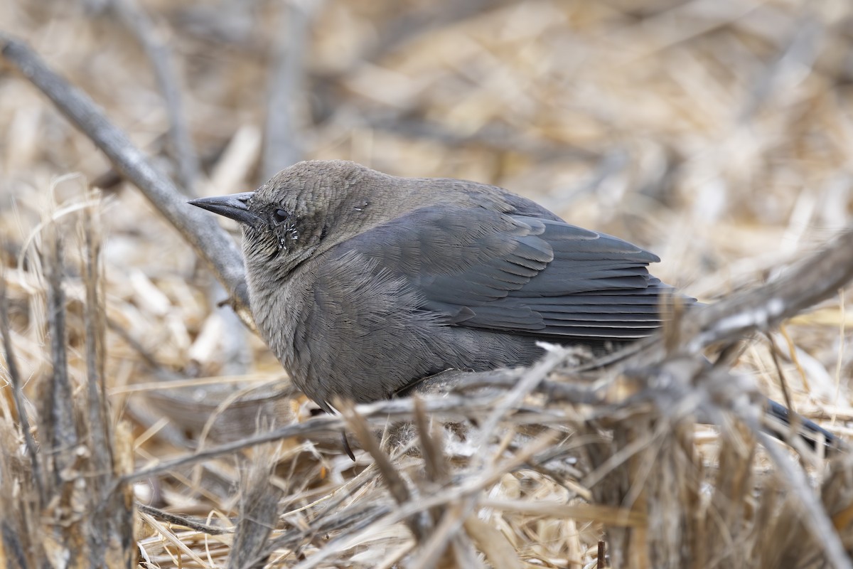 Brewer's Blackbird - ML624045408