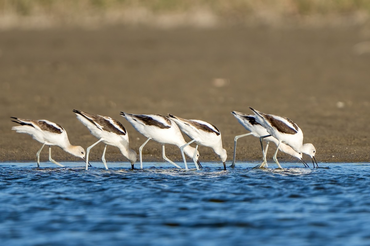 American Avocet - ML624045410