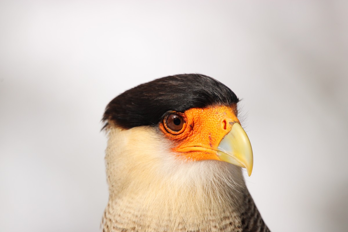 Caracara huppé - ML624045413