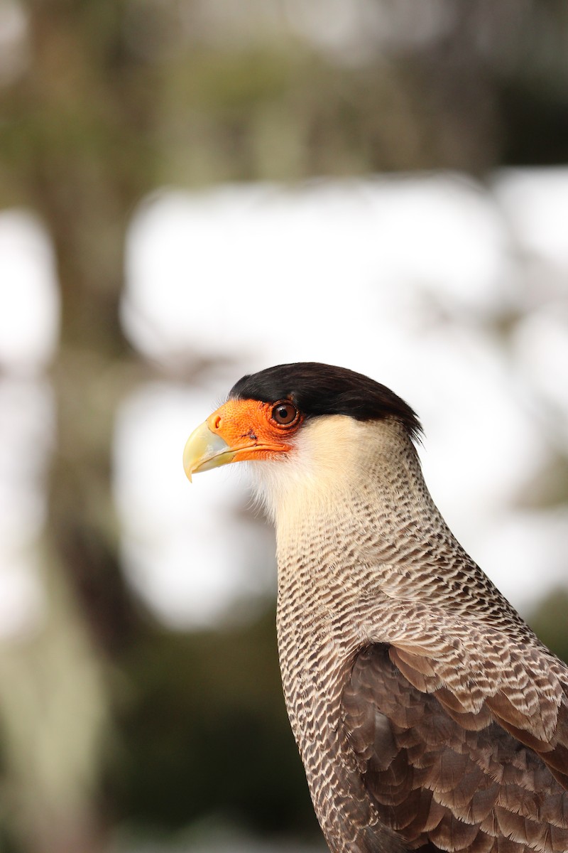 Caracara huppé - ML624045415