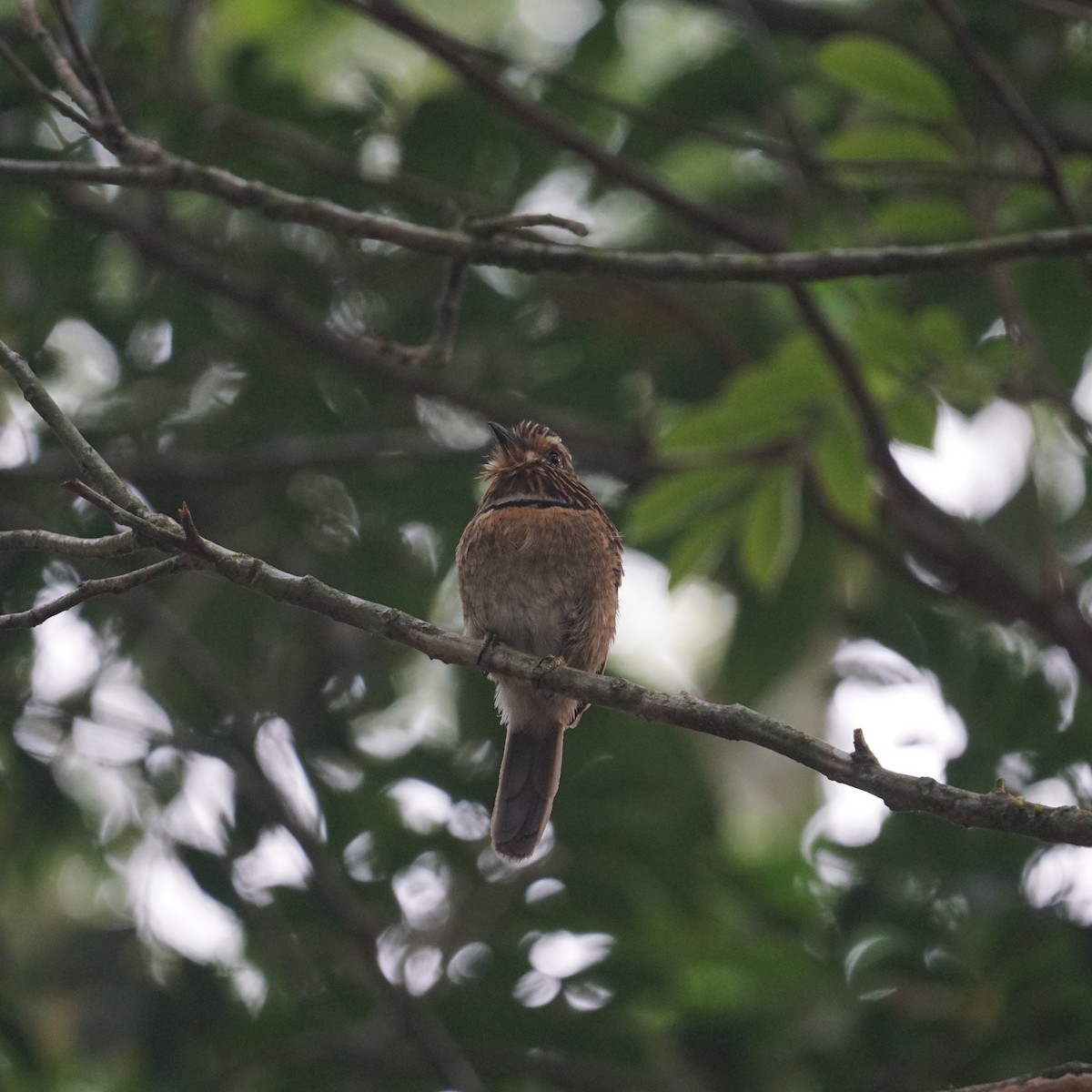 Crescent-chested Puffbird - ML624045426