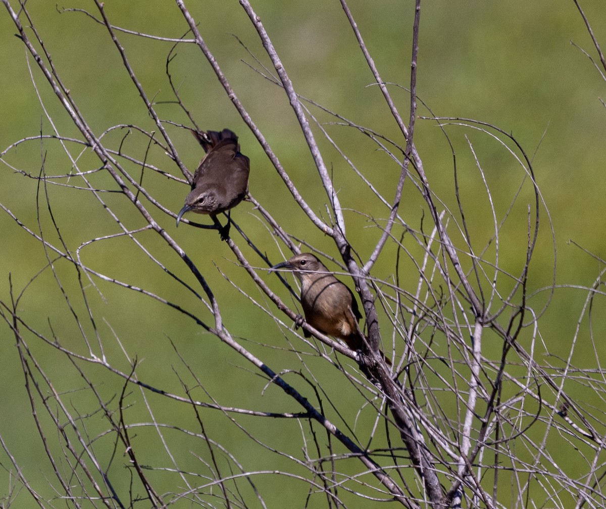 California Thrasher - ML624045439