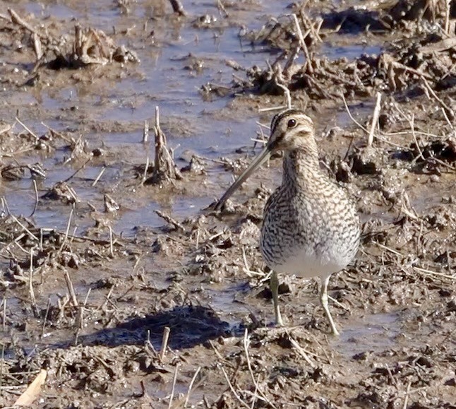 Wilson's Snipe - ML624045440