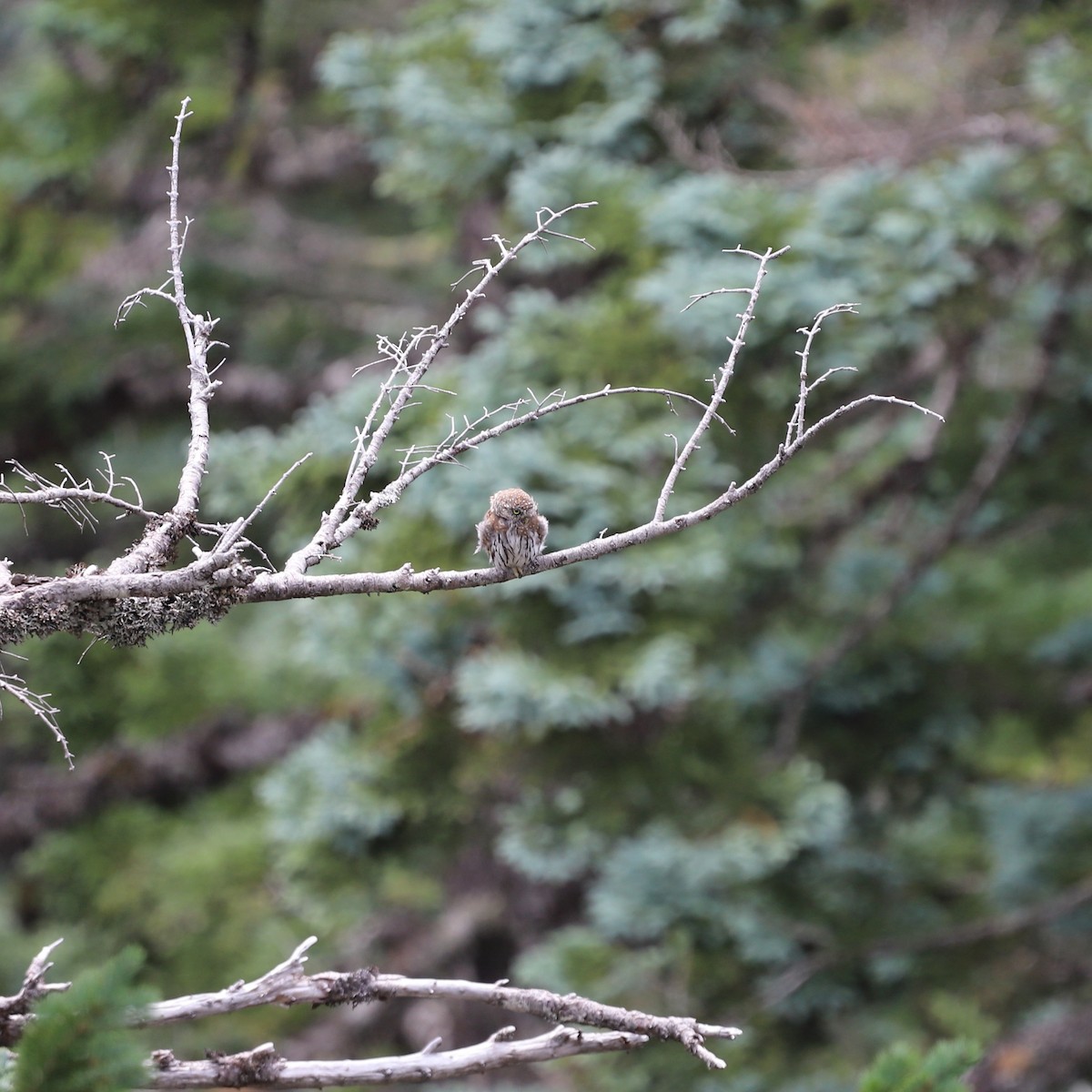 Northern Pygmy-Owl - ML624045455