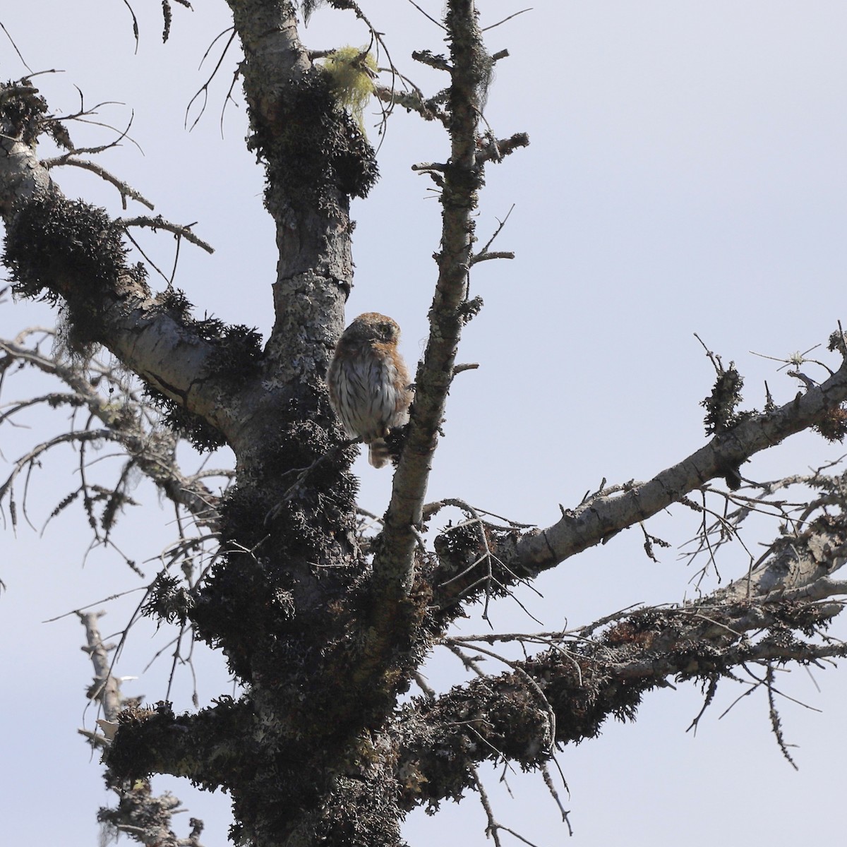 Northern Pygmy-Owl - ML624045456