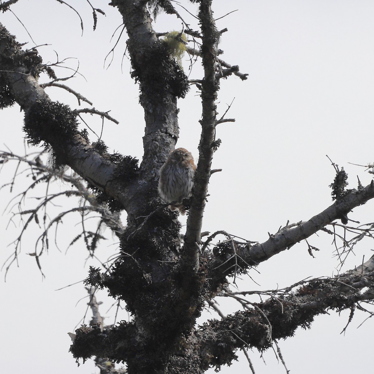 Northern Pygmy-Owl - ML624045457