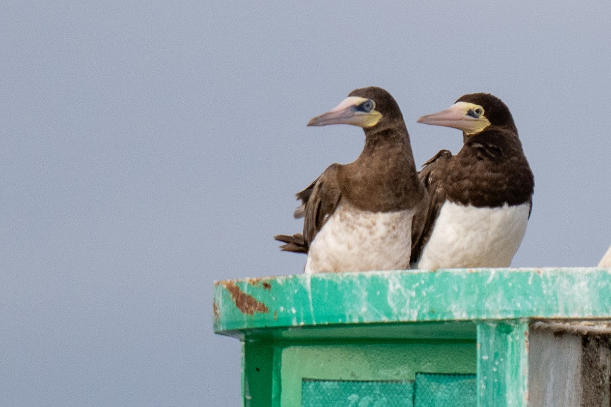 Brown Booby - ML624045467