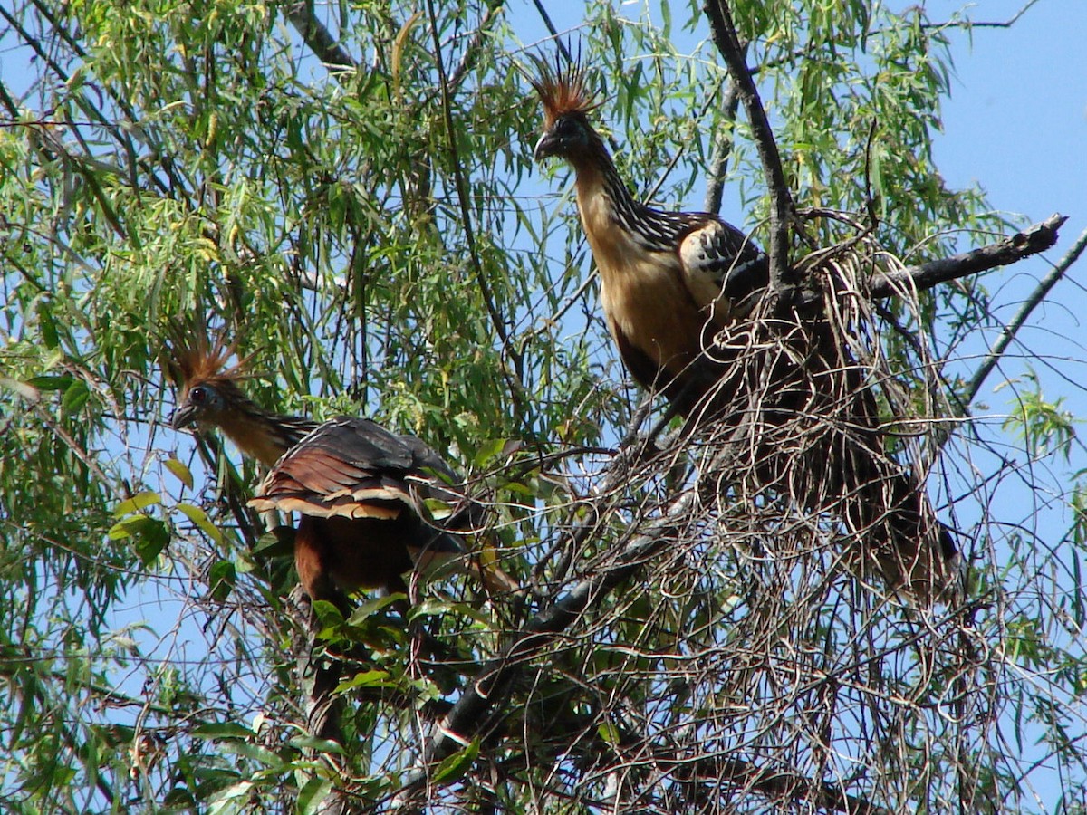 Hoatzin - ML624045478