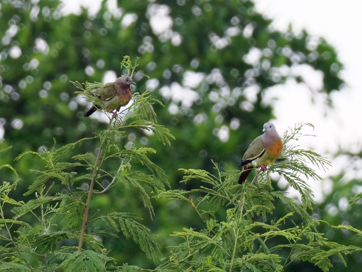 Pink-necked Green-Pigeon - ML624045494