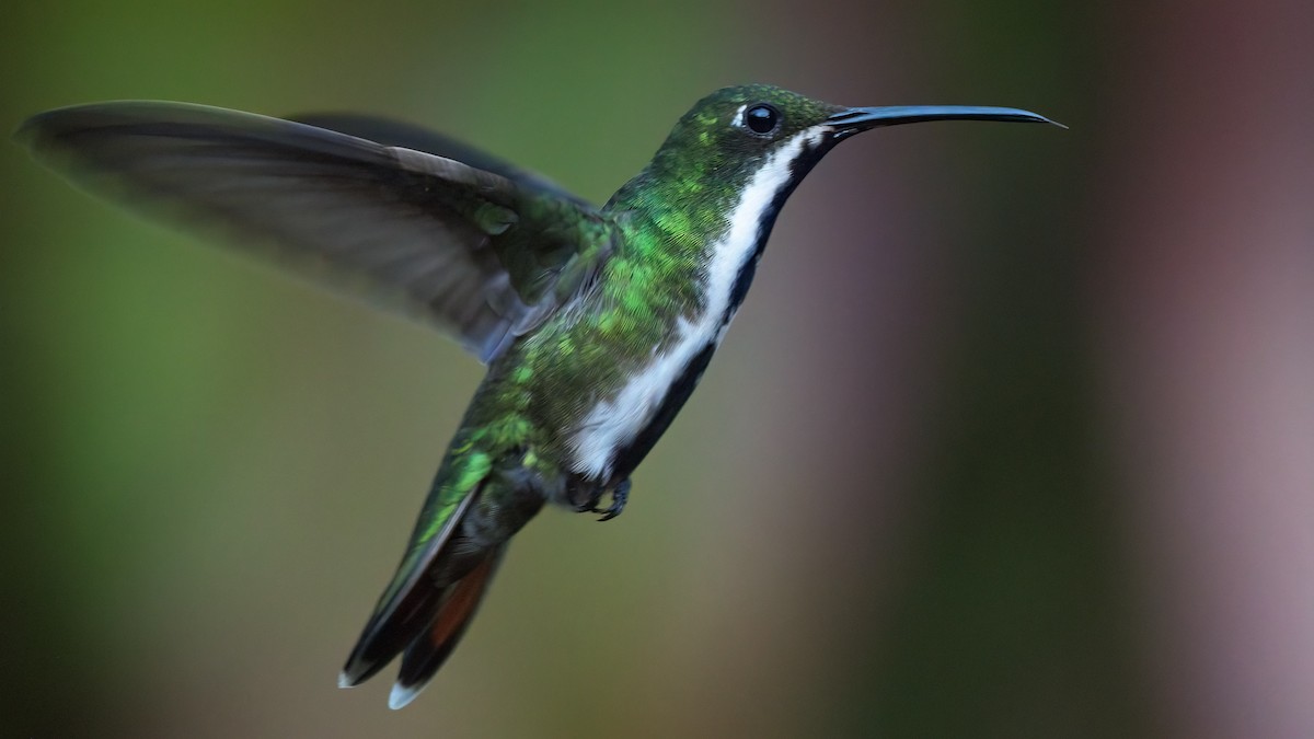 Black-throated Mango - ML624045496