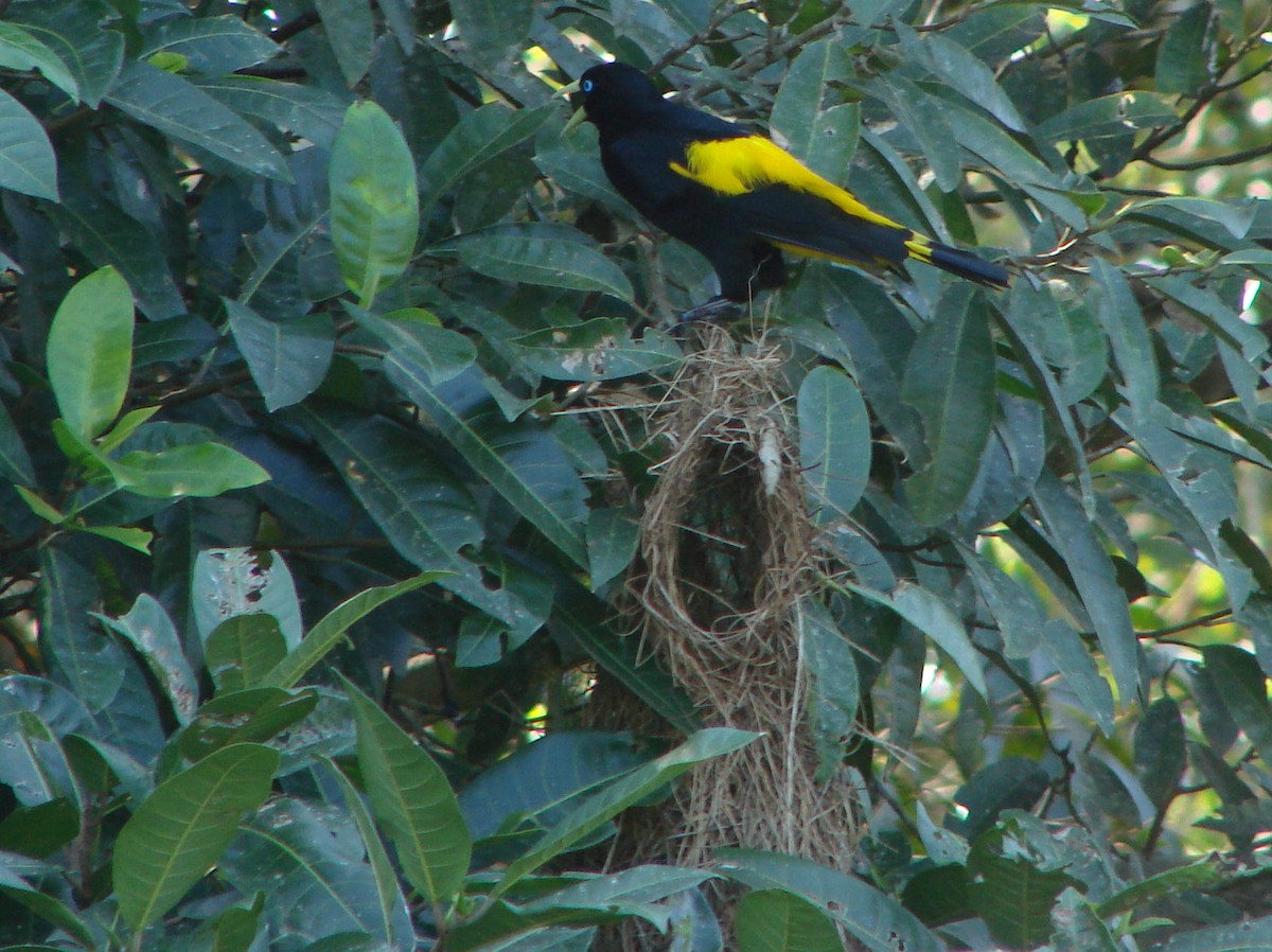 Yellow-rumped Cacique - ML624045506