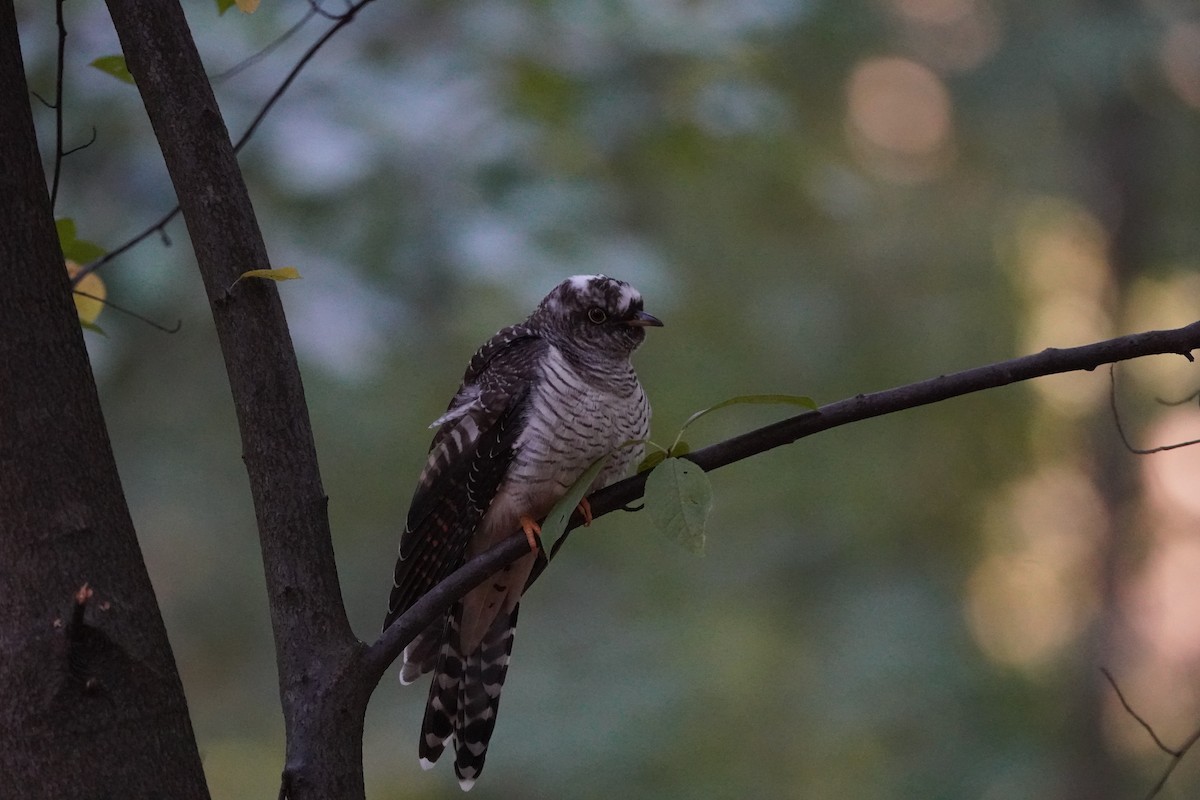 Common Cuckoo - Anna Guliaeva