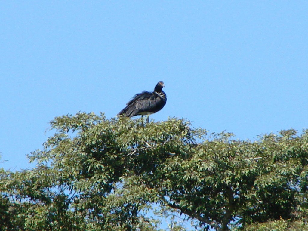 Horned Screamer - Peter Bono