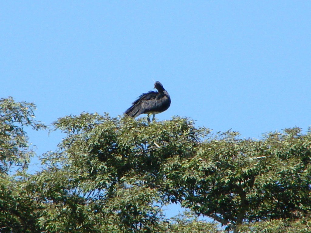 Horned Screamer - Peter Bono