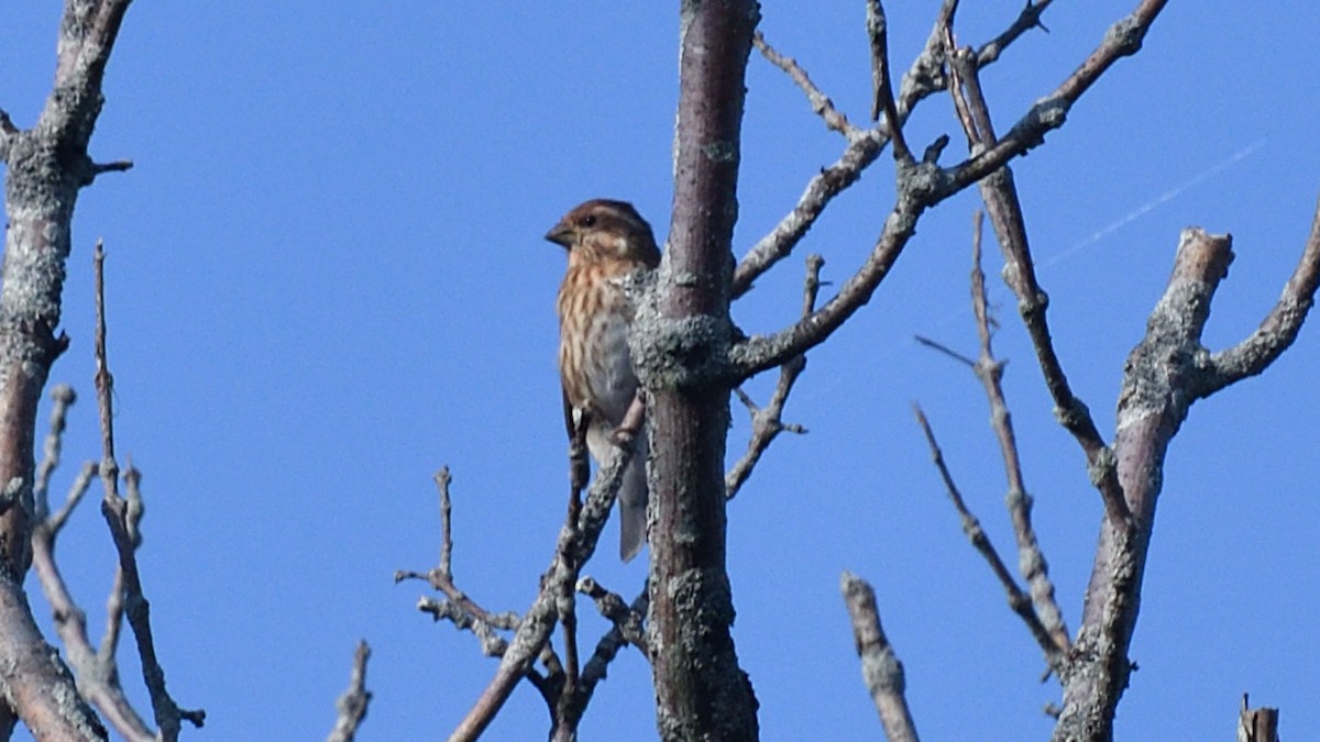 Purple Finch - ML624045536