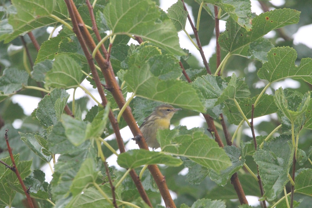 Blackburnian Warbler - ML624045538