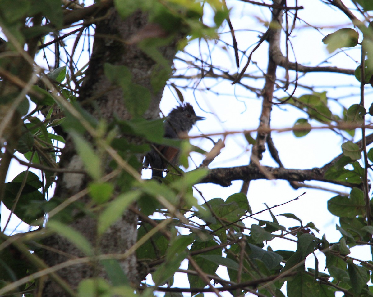 Rufous-capped Antshrike - ML624045549