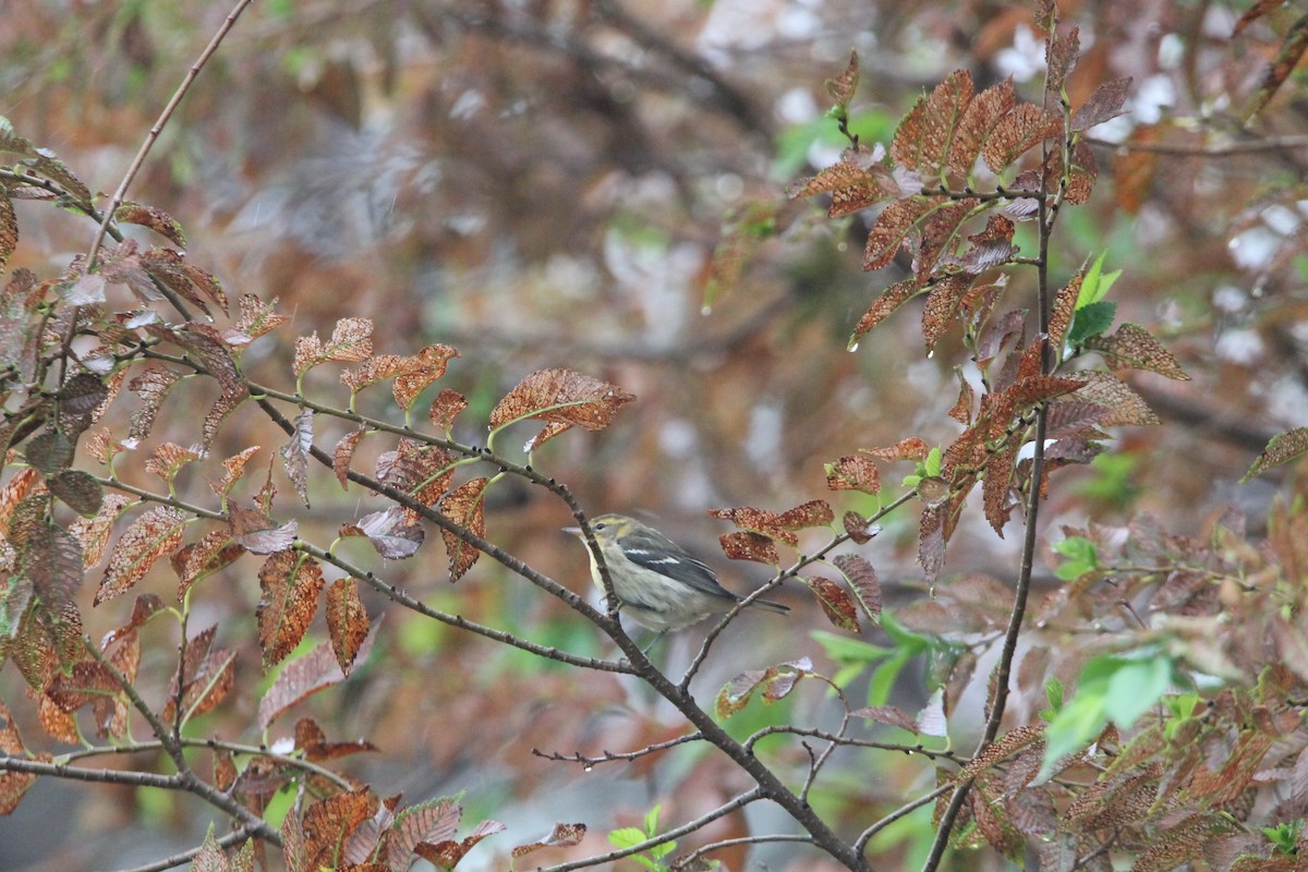 Blackburnian Warbler - ML624045550