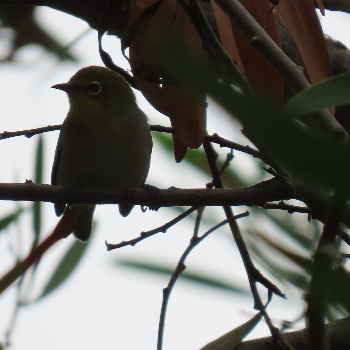 Swinhoe's White-eye - ML624045552