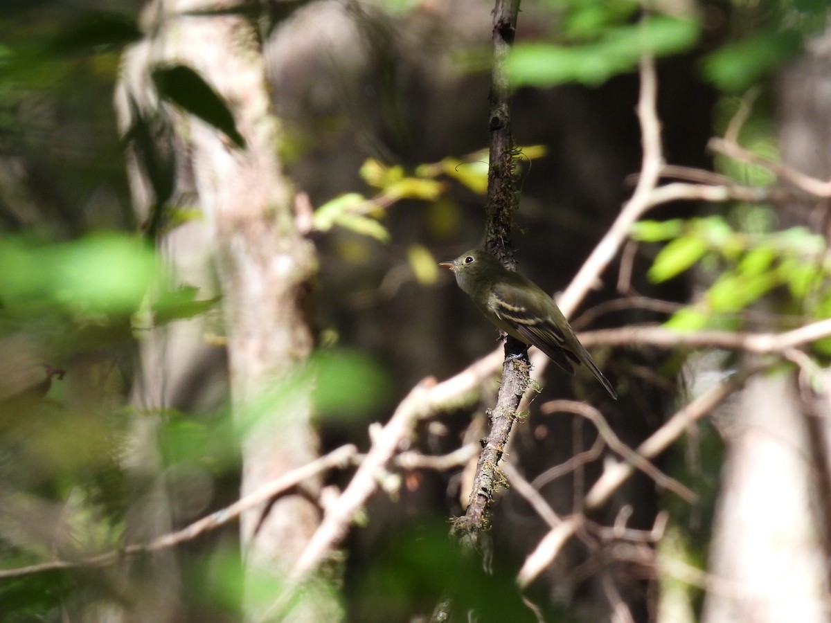 Acadian Flycatcher - ML624045563