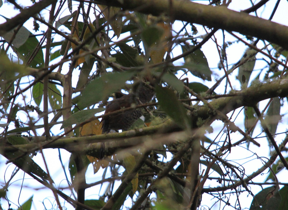 Rufous-capped Antshrike - Neil Osborne