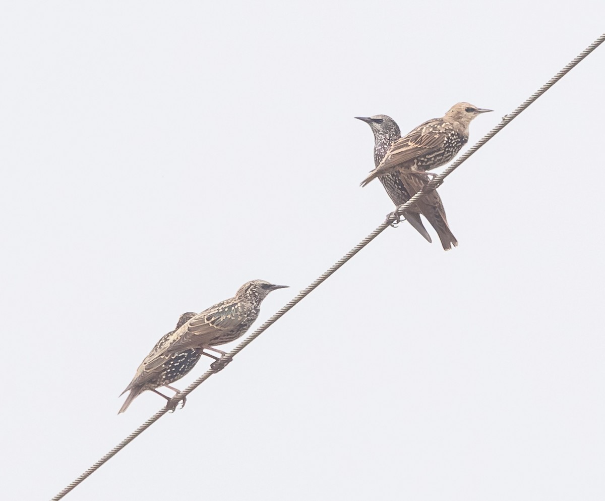 European Starling - Mike Murphy