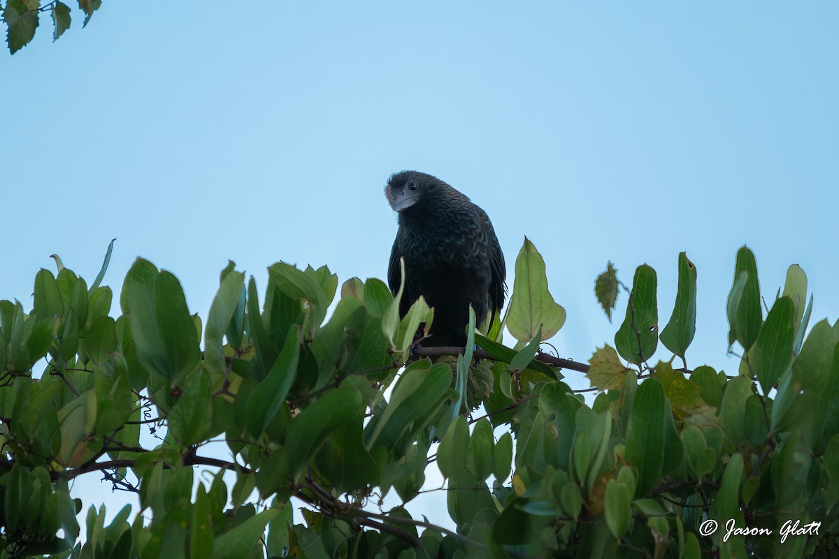 Smooth-billed Ani - ML624045612