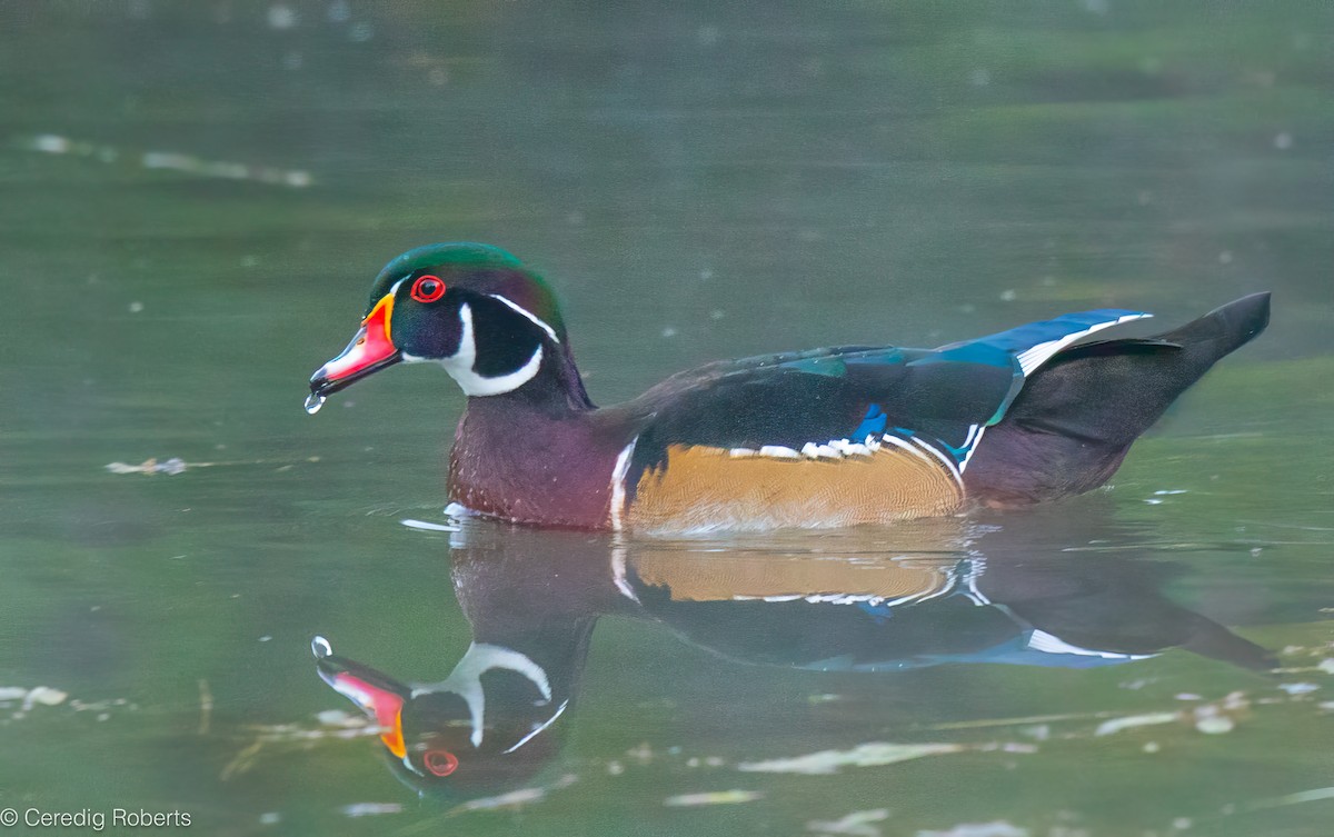 Wood Duck - ML624045620