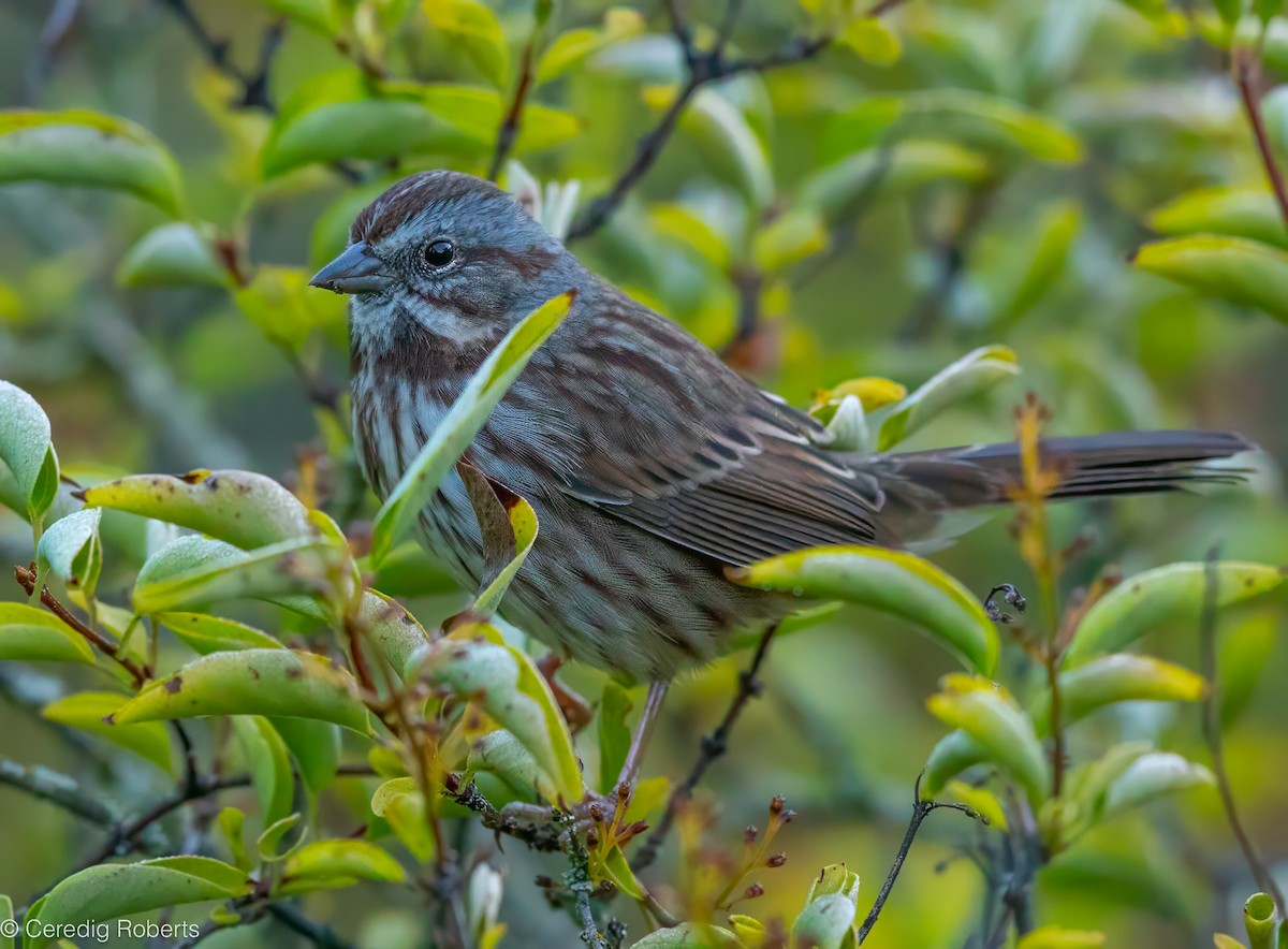 Song Sparrow - ML624045630