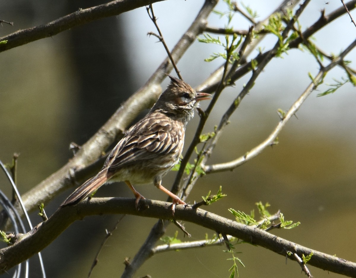 Lark-like Brushrunner - Victor Leber