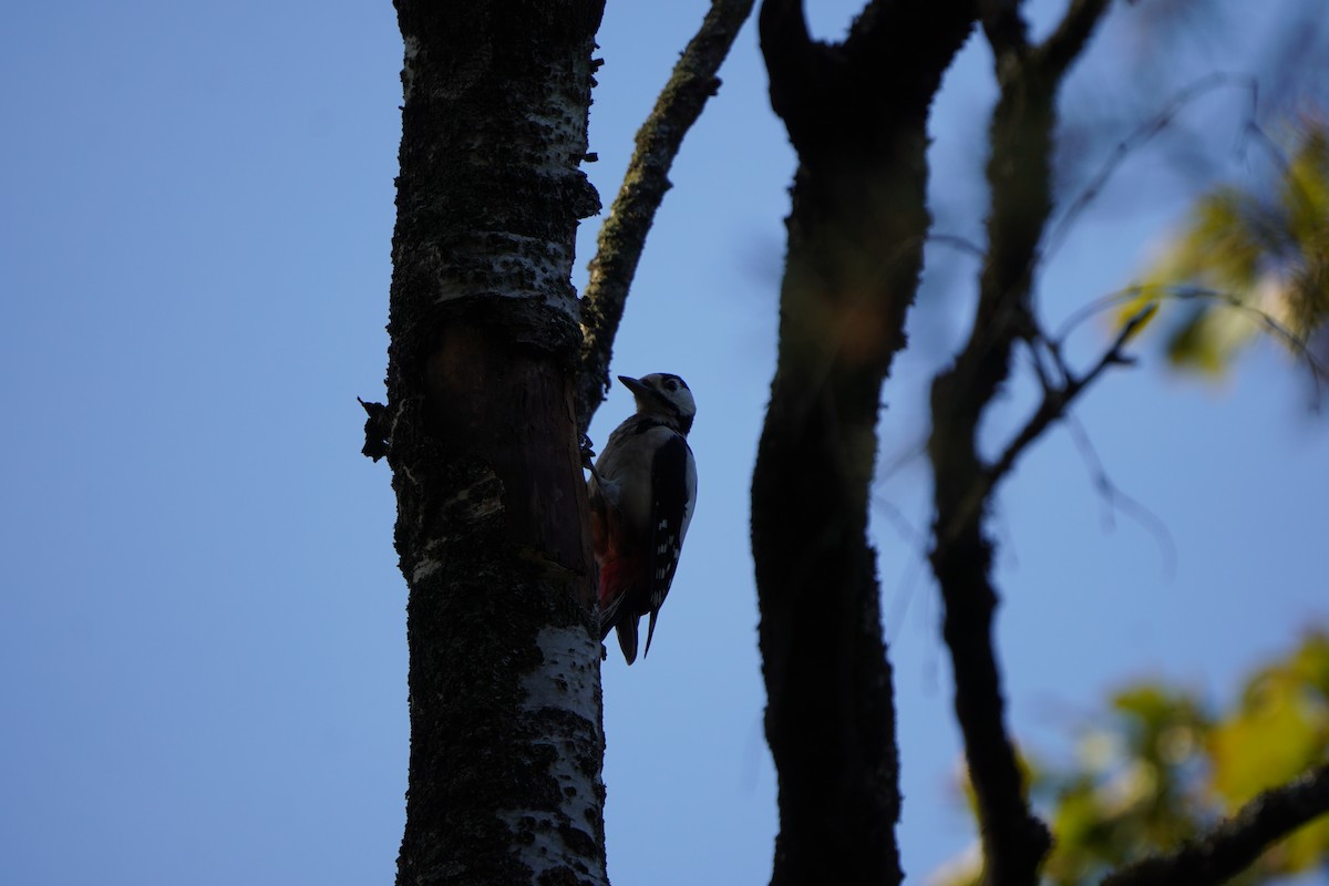 Great Spotted Woodpecker - ML624045648