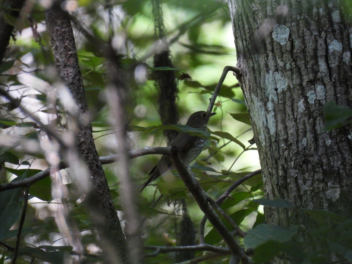 Swainson's Thrush - ML624045682