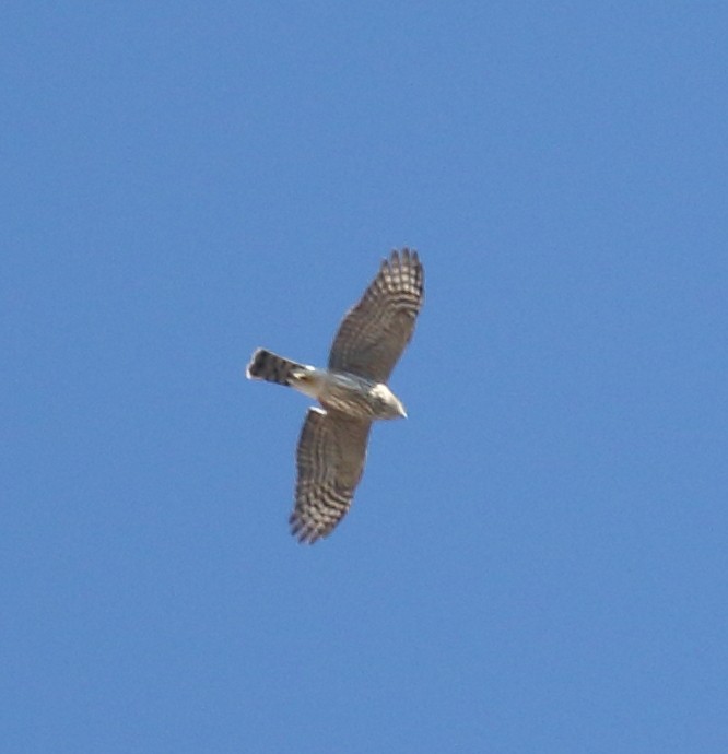 Sharp-shinned Hawk - ML624045699