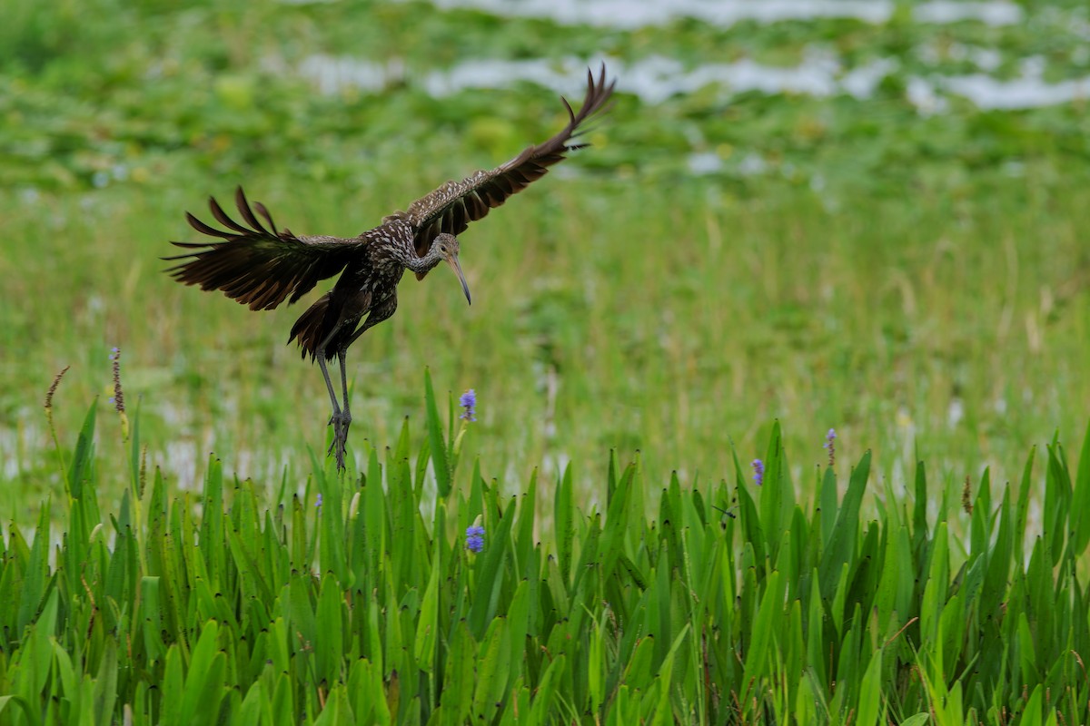 Limpkin - ML624045702