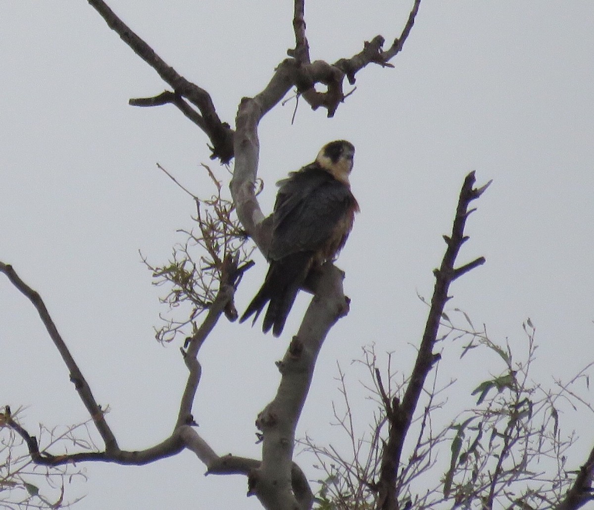 Australian Hobby - Catherine Hirsch