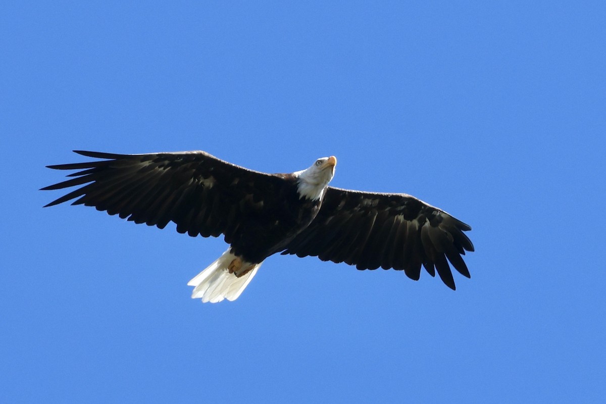 Bald Eagle - ML624045716