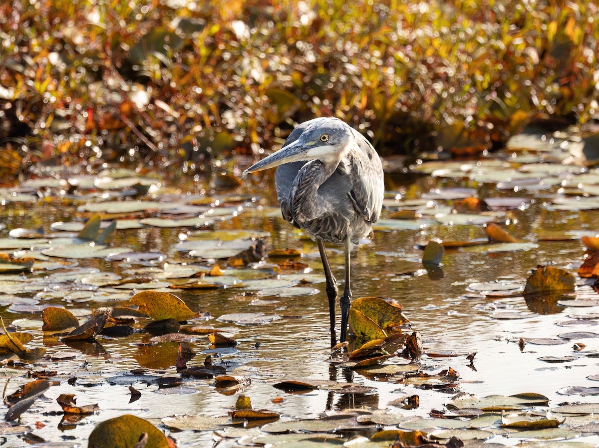 Great Blue Heron - ML624045721