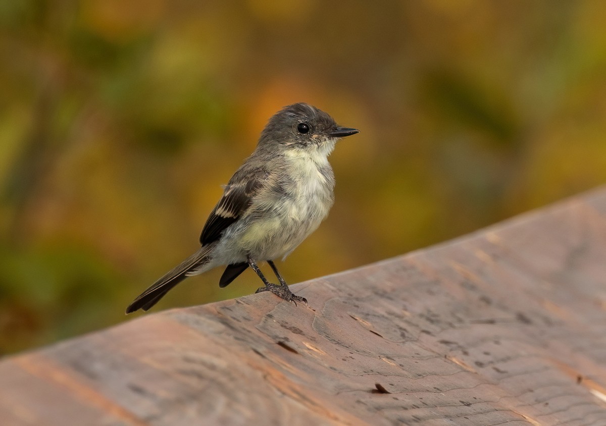 Eastern Phoebe - ML624045724