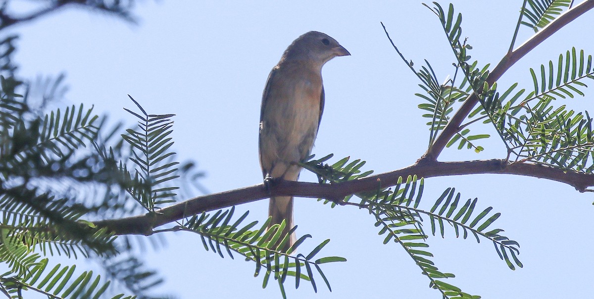 Lazuli Bunting - ML624045732