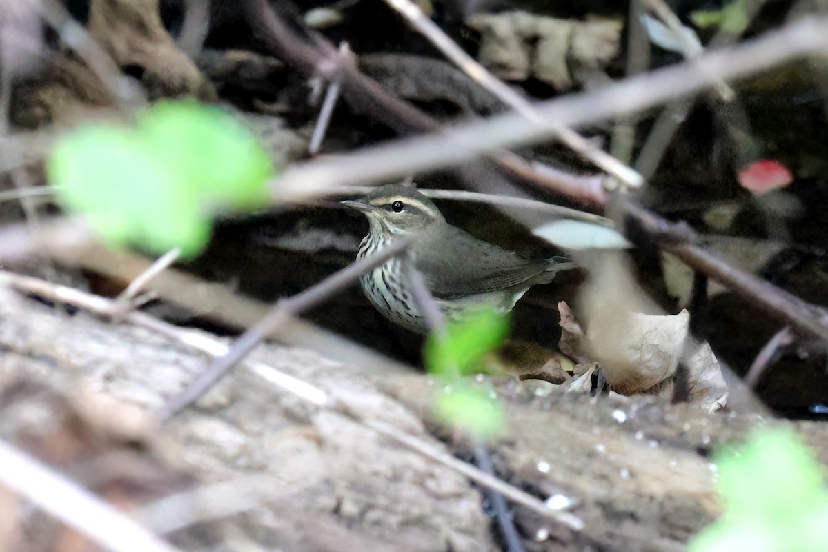 Northern Waterthrush - ML624045740