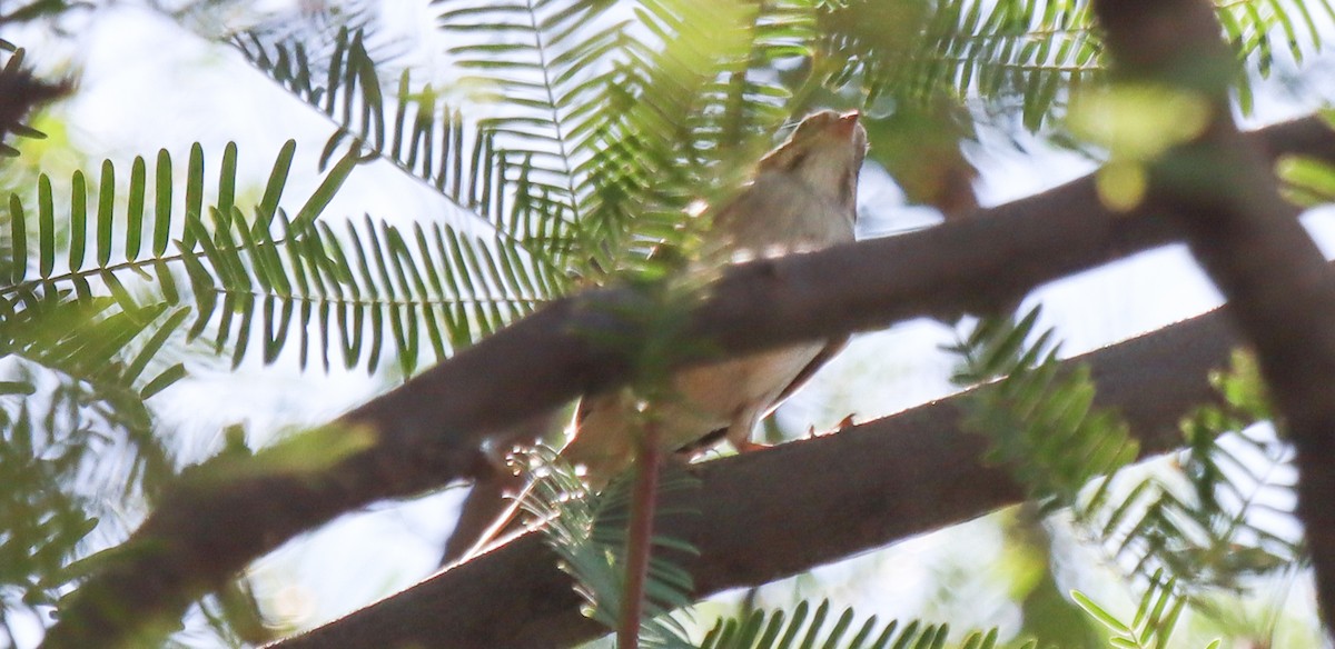 passerine sp. - ML624045753