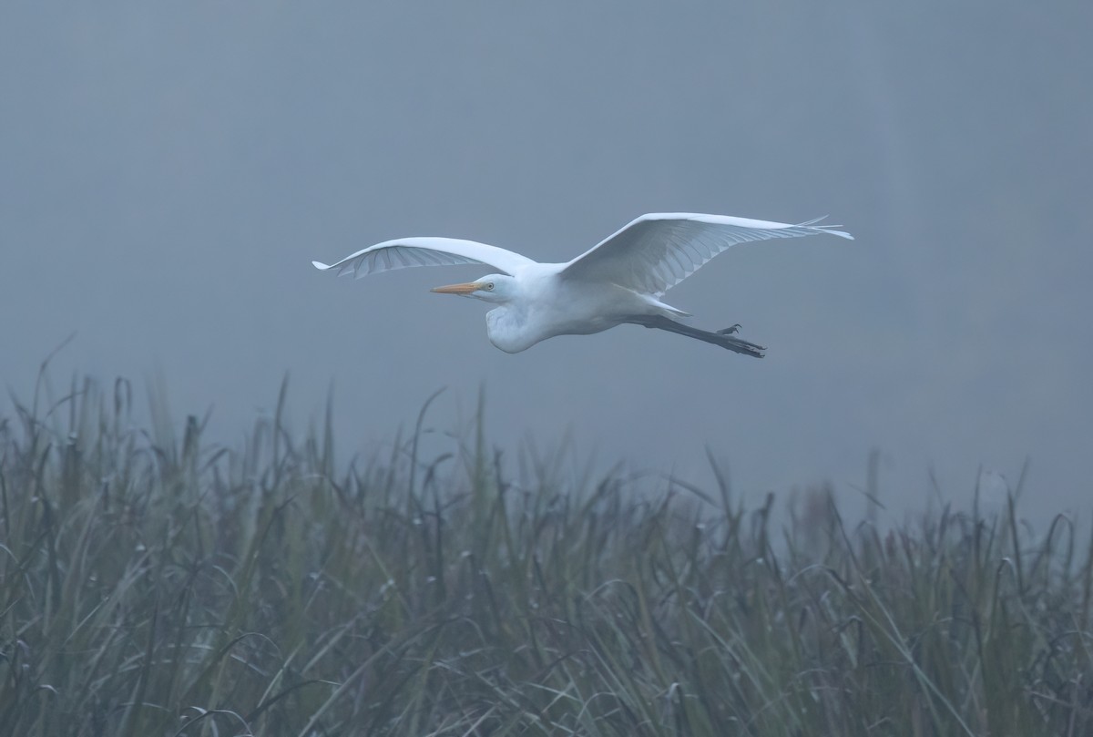 Great Egret - ML624045767